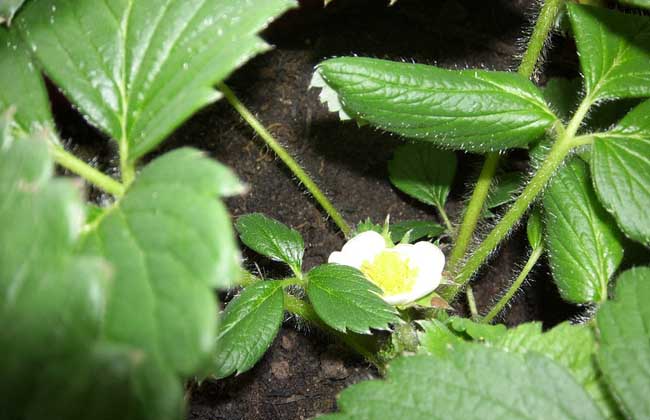 菠萝莓的种植技术(菠萝莓价格)