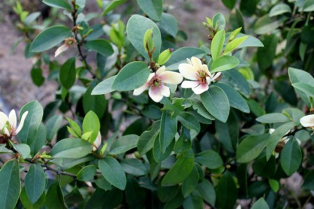 含笑花是啥花(含笑花是什么树种)