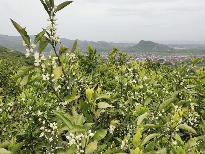 城固县柑橘种植面积