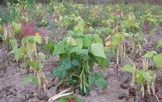 菜豆栽培管理技术要点