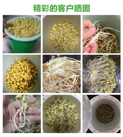 大棚黄豆芽种植技术(大棚种黄豆赚钱吗)