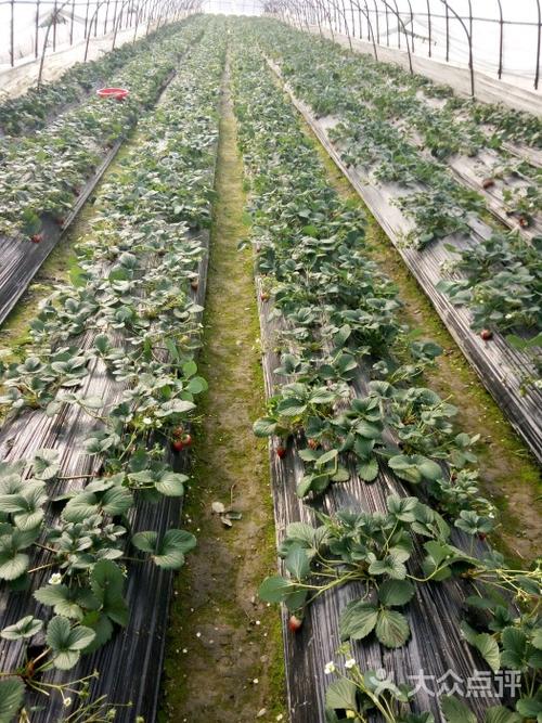 无公害草莓种植新技术