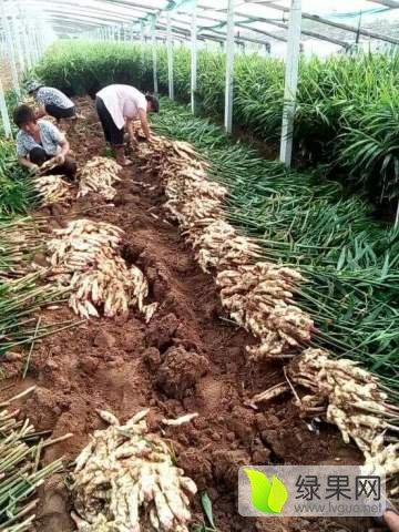 大姜二芽三芽期施什么肥