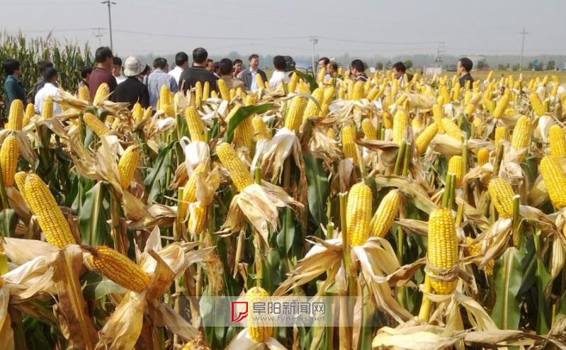 阜阳玉米种植面积