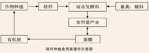 简述食用菌栽培技术路线及流程