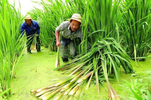 双季茭白早熟高产种植技术