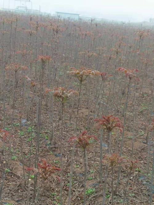 无公害香椿种植技术(香椿无土栽培技术)