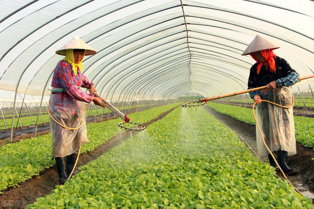 冬季大棚蔬菜的种植与管理