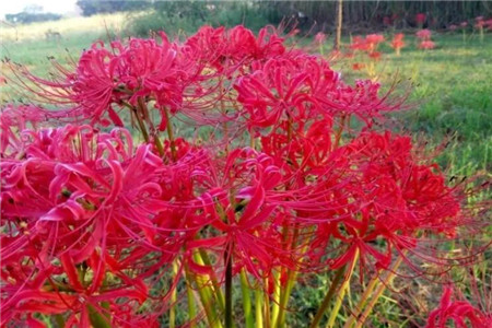 家里有孩子的，这花在好看也别养，不然后悔基本都来不及