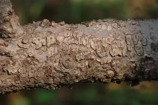 苹果树27种病虫害防治“参考书”(苹果树的病虫害防治)