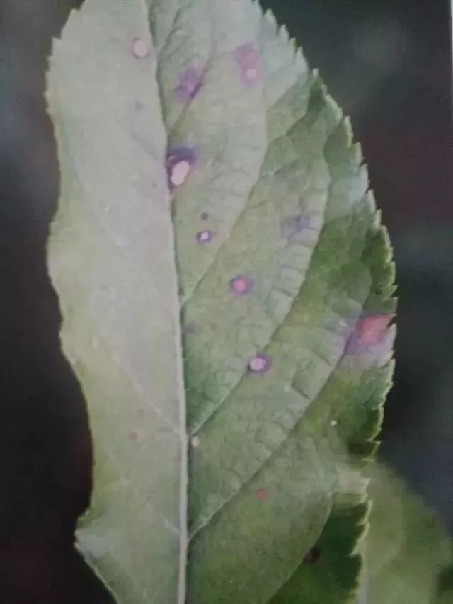 苹果树27种病虫害防治“参考书”(苹果树的病虫害防治)