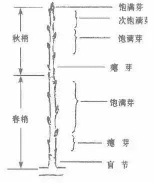 果树修剪的基本知识(果树修剪的基本方法和作用)