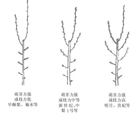 果树修剪的基本知识(果树修剪的基本方法和作用)