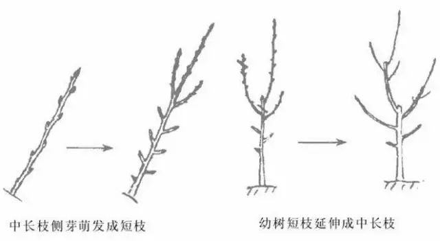 果树修剪的基本知识(果树修剪的基本方法和作用)