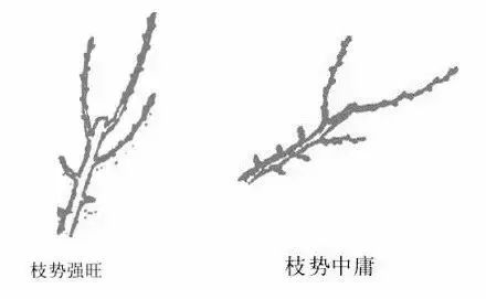 果树修剪的基本知识(果树修剪的基本方法和作用)