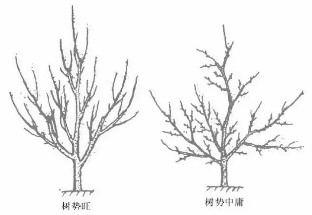 果树修剪的基本知识(果树修剪的基本方法和作用)