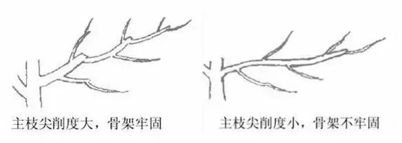 果树修剪的基本知识(果树修剪的基本方法和作用)