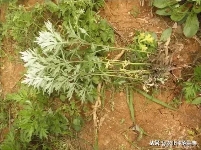 详谈果园种草(庚寅日柱女命详谈另一半)