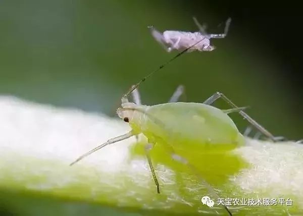 史上最全配药秘方(配药的方法有哪些)