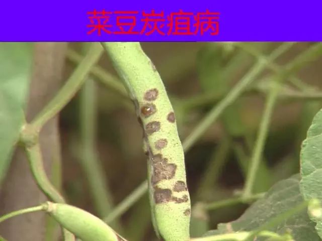 超级实用蔬菜病虫害用药及图谱集合(蔬菜病虫害诊断与防治图谱)