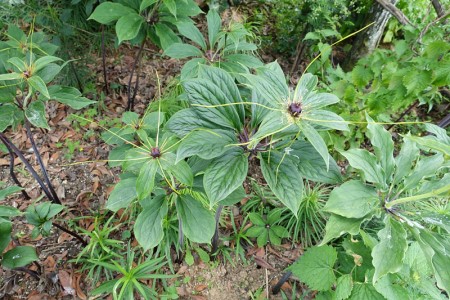 怎么种植重楼(如何种植重楼?重楼的种植技术视频)