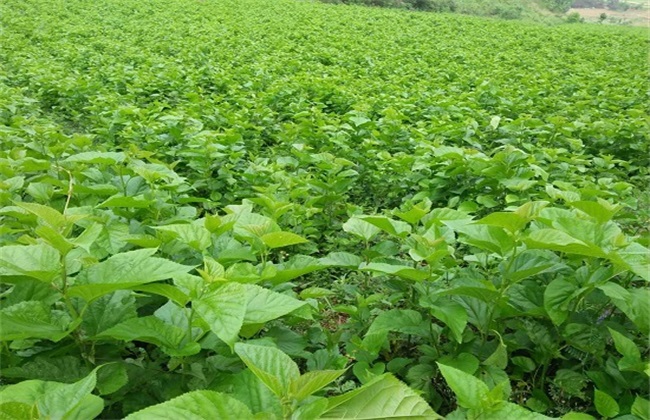 怎么提高桑葚种植的成活率(桑葚怎样种植技术)