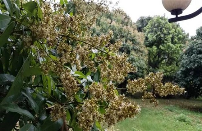 荔枝开花不结果解决办法(荔枝开花不结果怎么办)