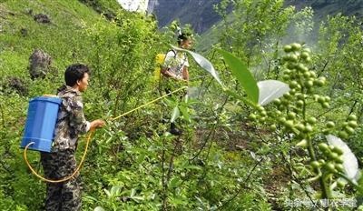 花椒全套栽培技术详解(花椒栽培技术要点)