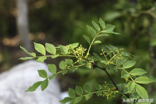 花椒全套栽培技术详解(花椒栽培技术要点)