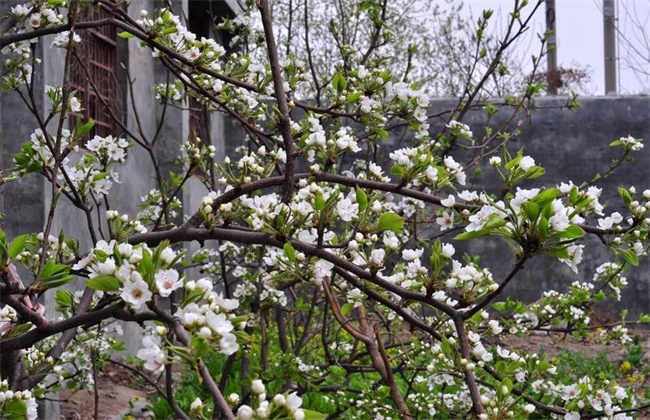 梨树反季节开花的原因及预防措施(梨树年前开花是咋回事怎样预防)