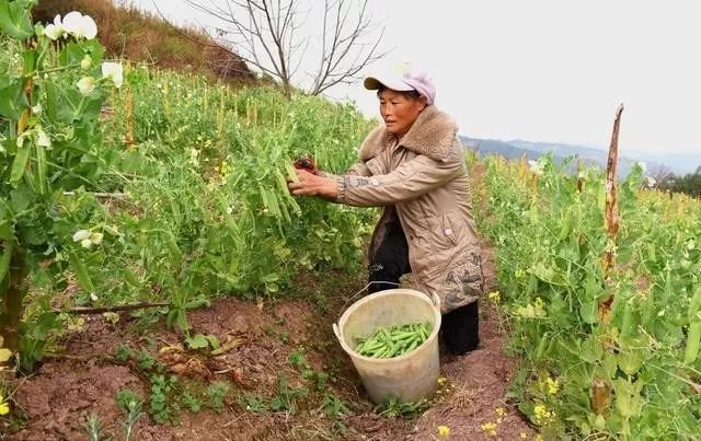 不喷农药自然防虫二十一法(喷农药)