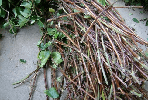 金银花如何繁殖(金银花的繁殖方式)