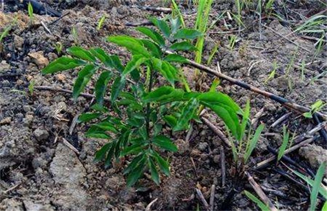 黄皮幼树施肥技术(大为农科幼树丰产技术维纳斯)