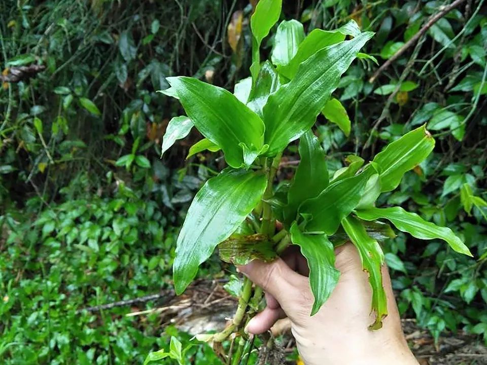 稻田里一种似竹叶的“恶草”(离骚中的恶草有哪些)