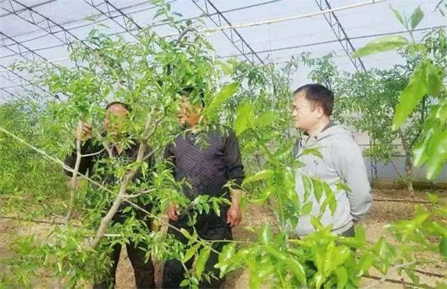 冬枣的种植注意些什么(冬枣种植技术视频教程)