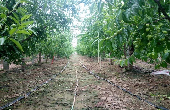 冬枣的种植注意些什么(冬枣种植技术视频教程)