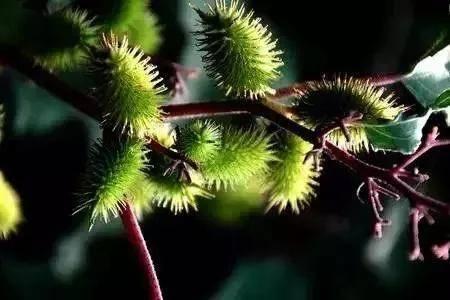 苍耳是啥植物(植物苍耳干什么用的)