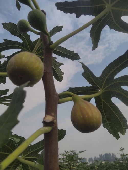 芭劳奈无花果品种缺点