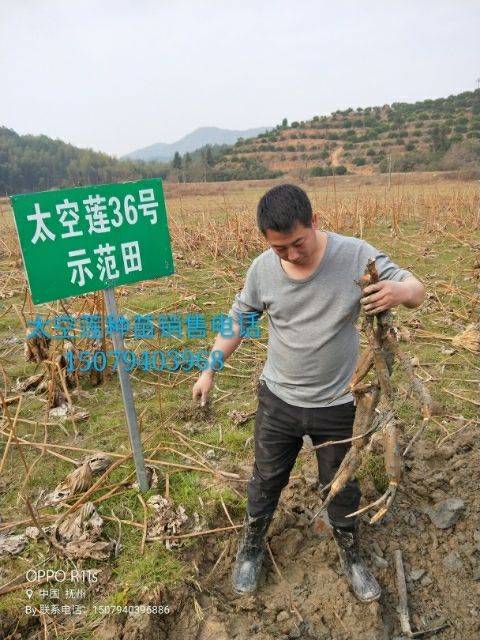 太空莲36号的种植技术