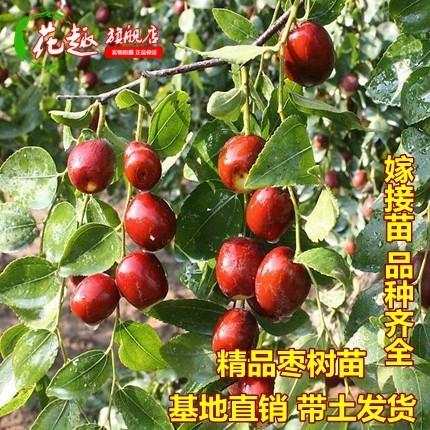 冬枣的种植与管理技术要点