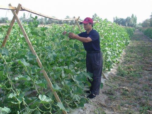 露地甜瓜种植技术与管理视频