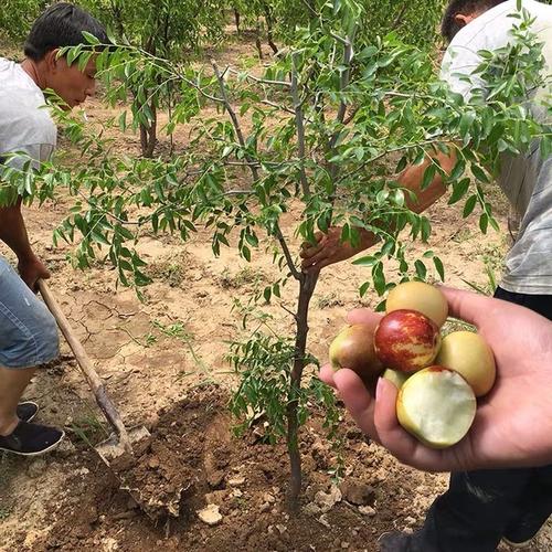 枣树种植栽培与管理