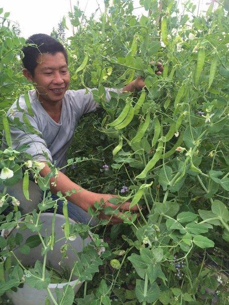 荷兰豆的种植方法和技术