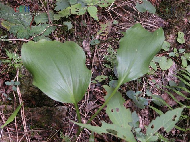 山间有点田野葱