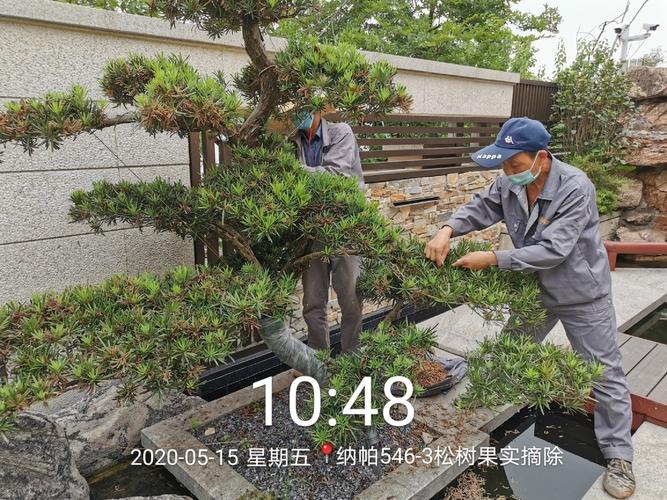 松树种植技术与管理视频