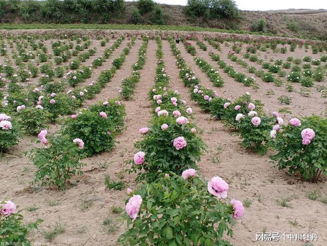 盐池紫斑牡丹树种植技术