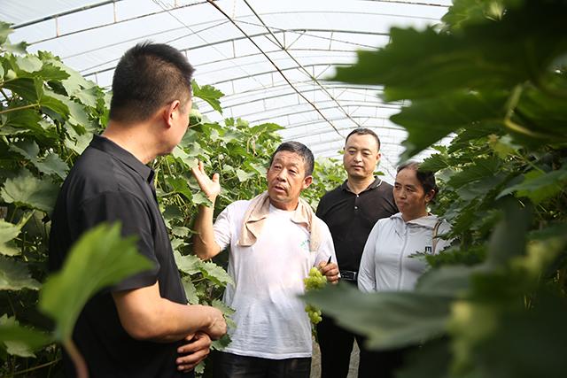 保定农业种植技术人员(保定适合种植樱桃吗)