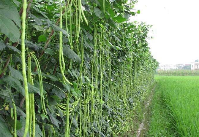 豆角青瓜种植技术