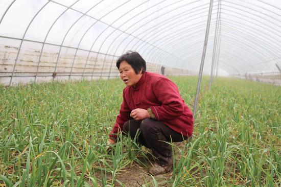 大棚大蒜种植技术视频