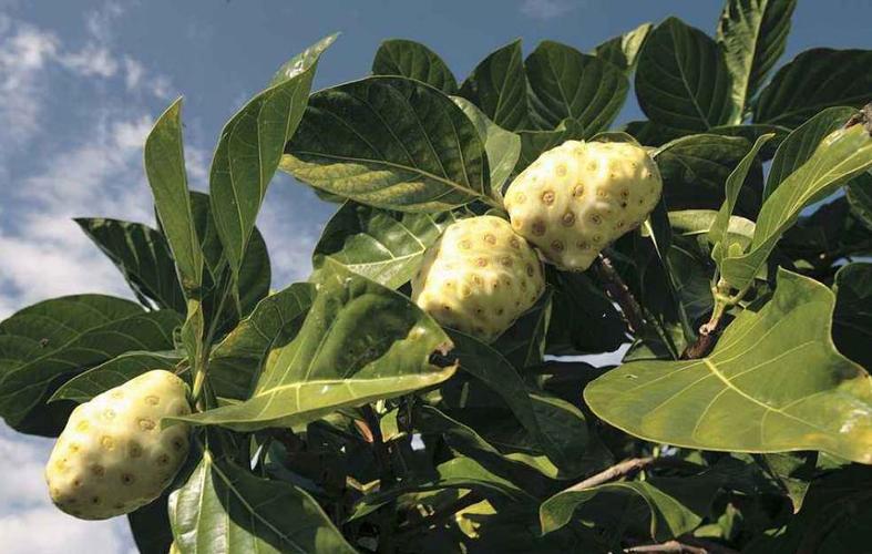 诺丽果种植技术(海南诺丽果种植基地)